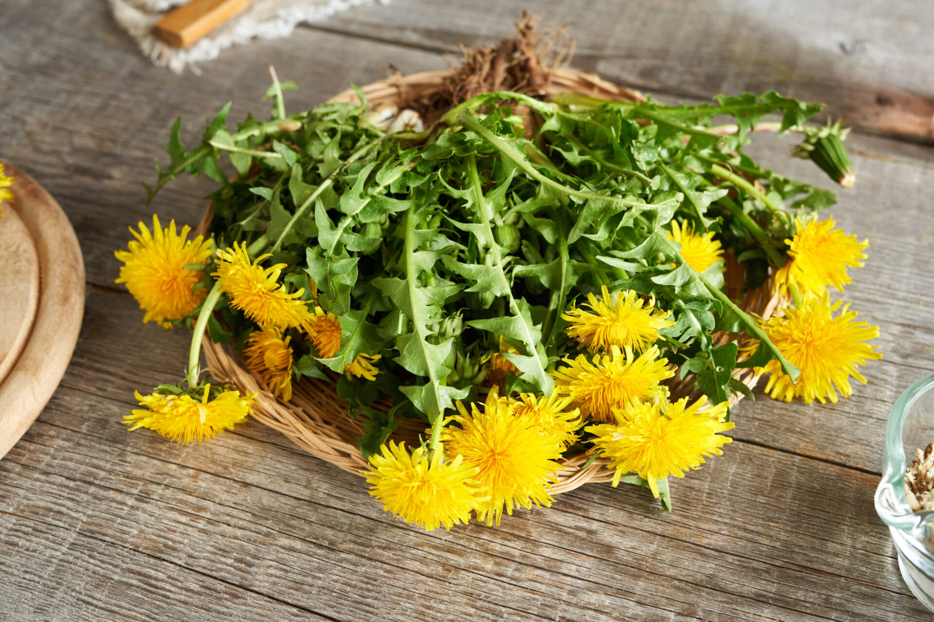 Dandelion Root Health Benefits