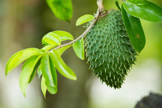 Soursop Leaf: Gateway to Natural Wellness